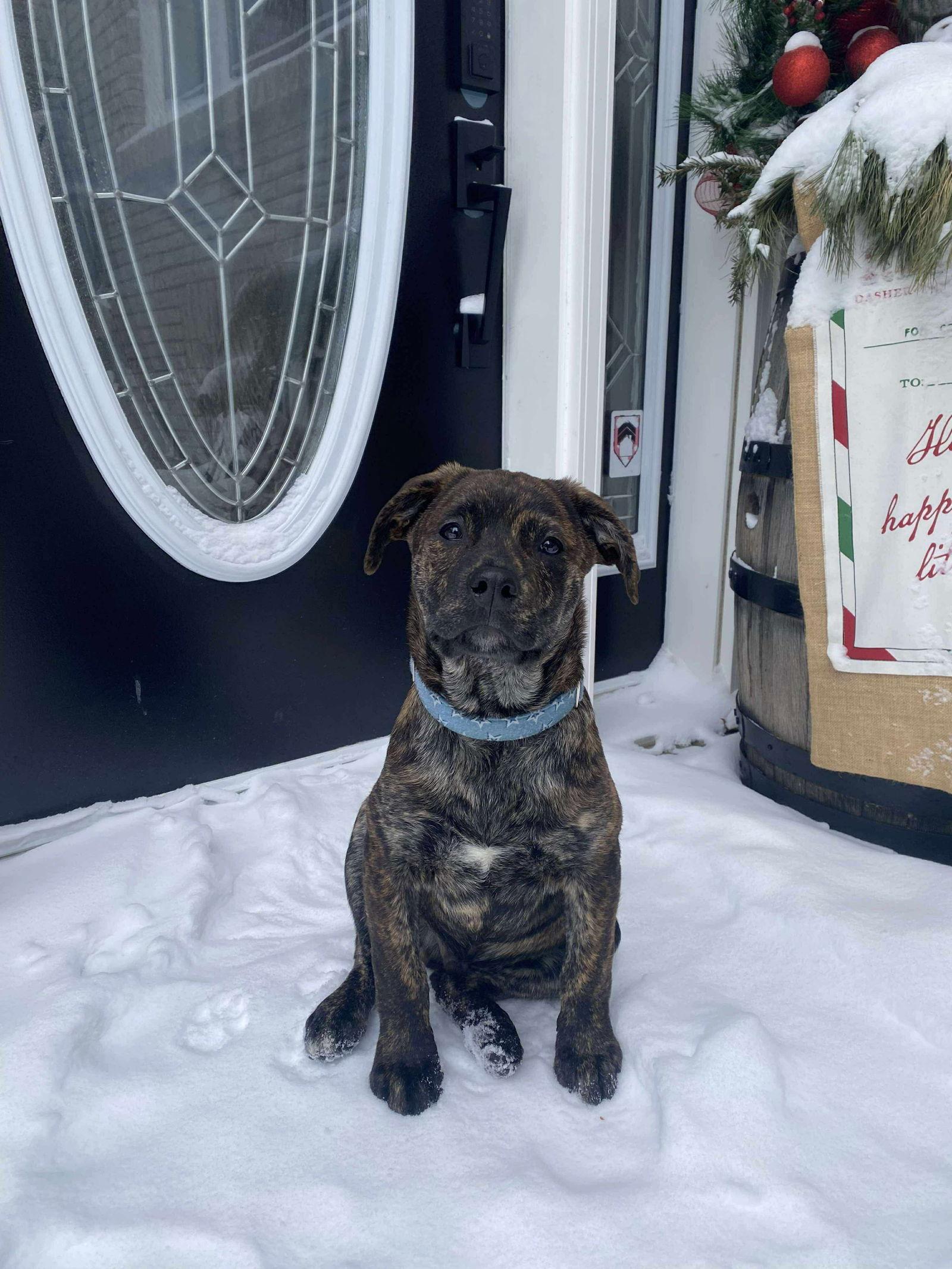 Enlarge Dasher (brindle), a Adoptable mixed breed in Hawkestone, ON image 1/3