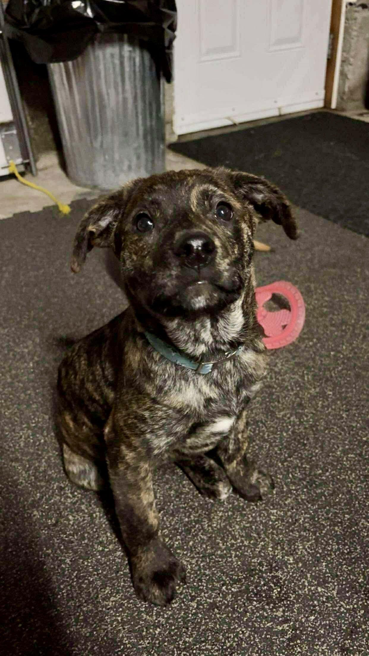 Enlarge Dasher (brindle), a Adoptable mixed breed in Hawkestone, ON image 2/3