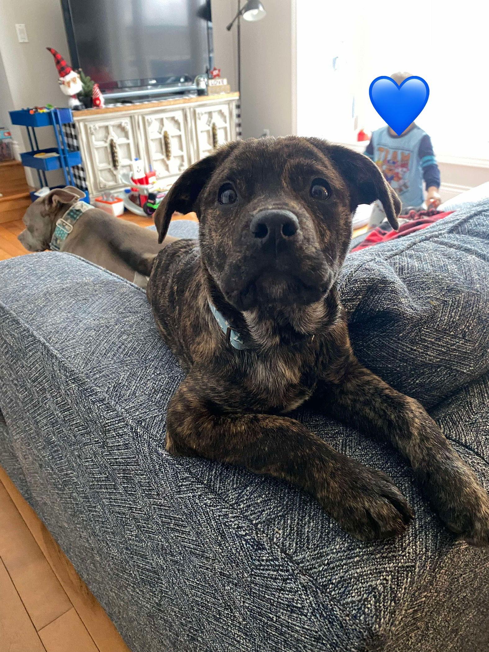 Enlarge Dasher (brindle), a Adoptable mixed breed in Hawkestone, ON image 3/3