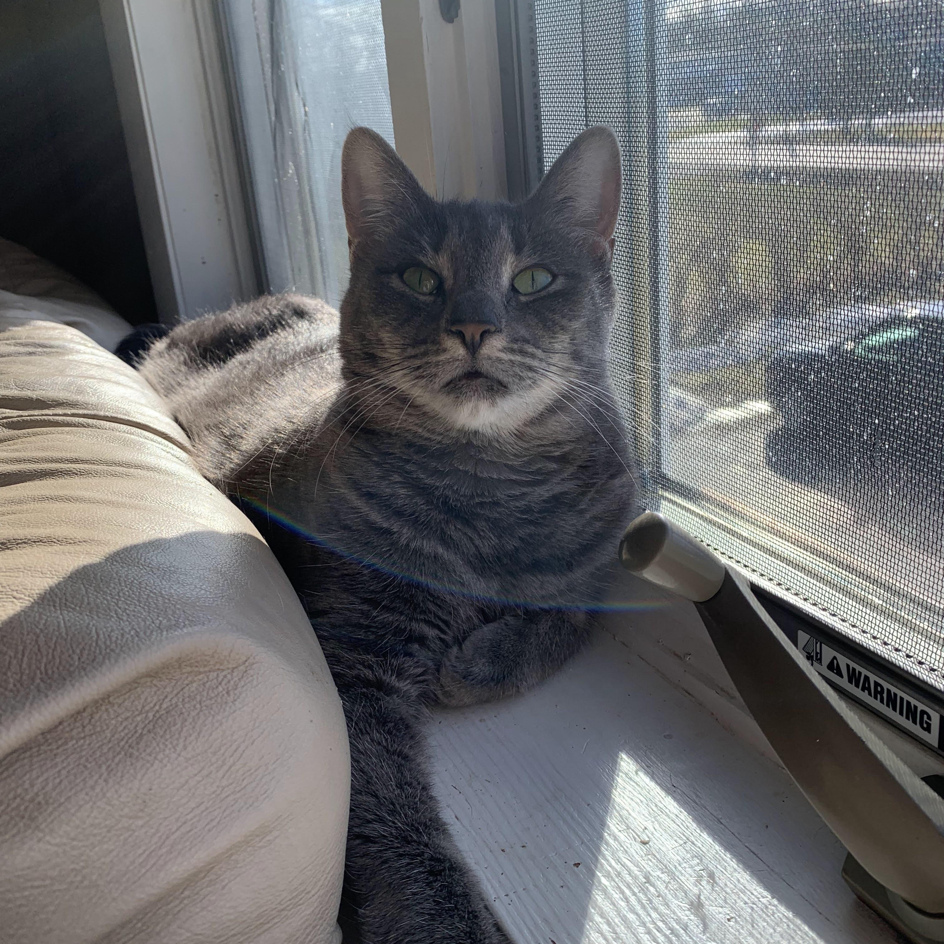Kaya