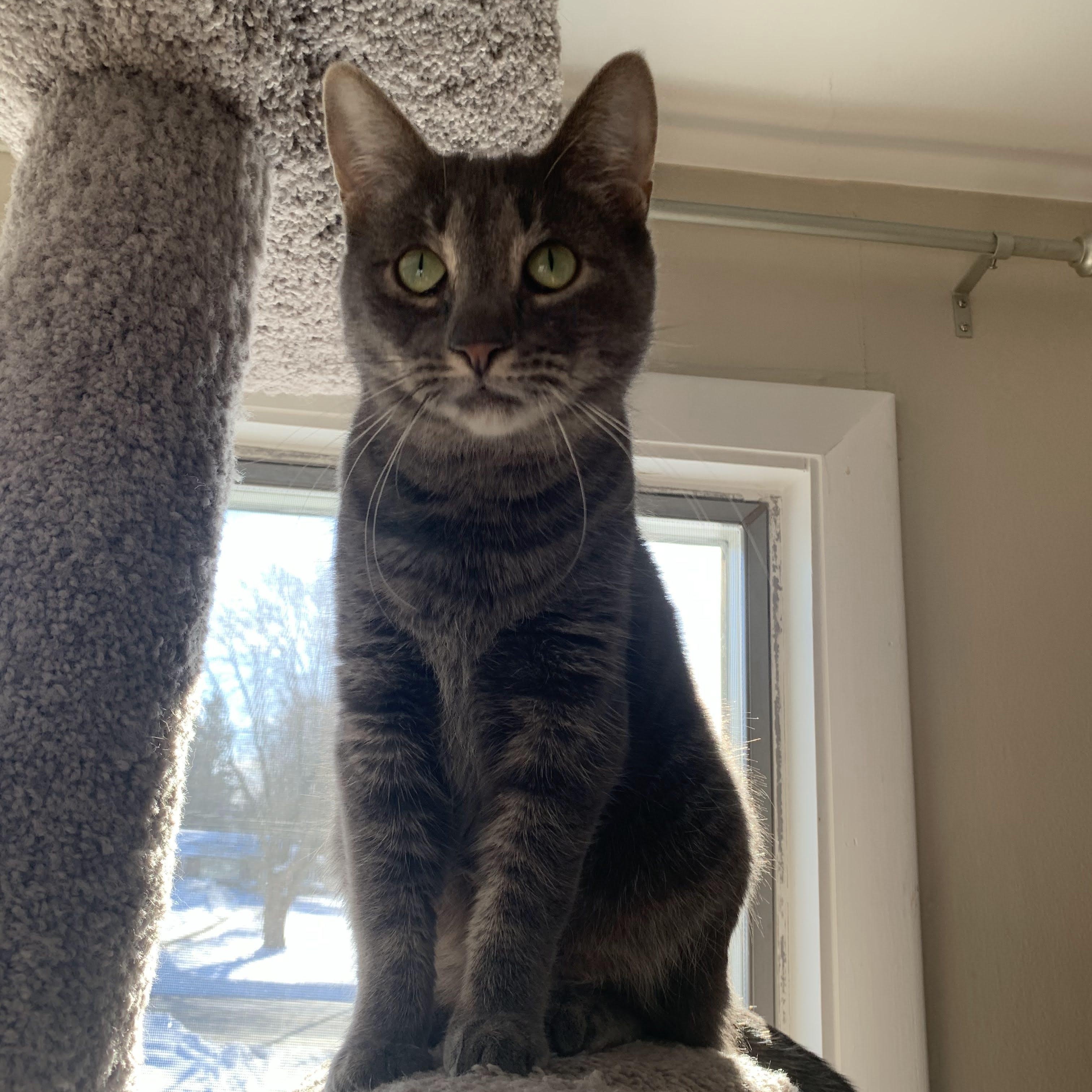 Kaya