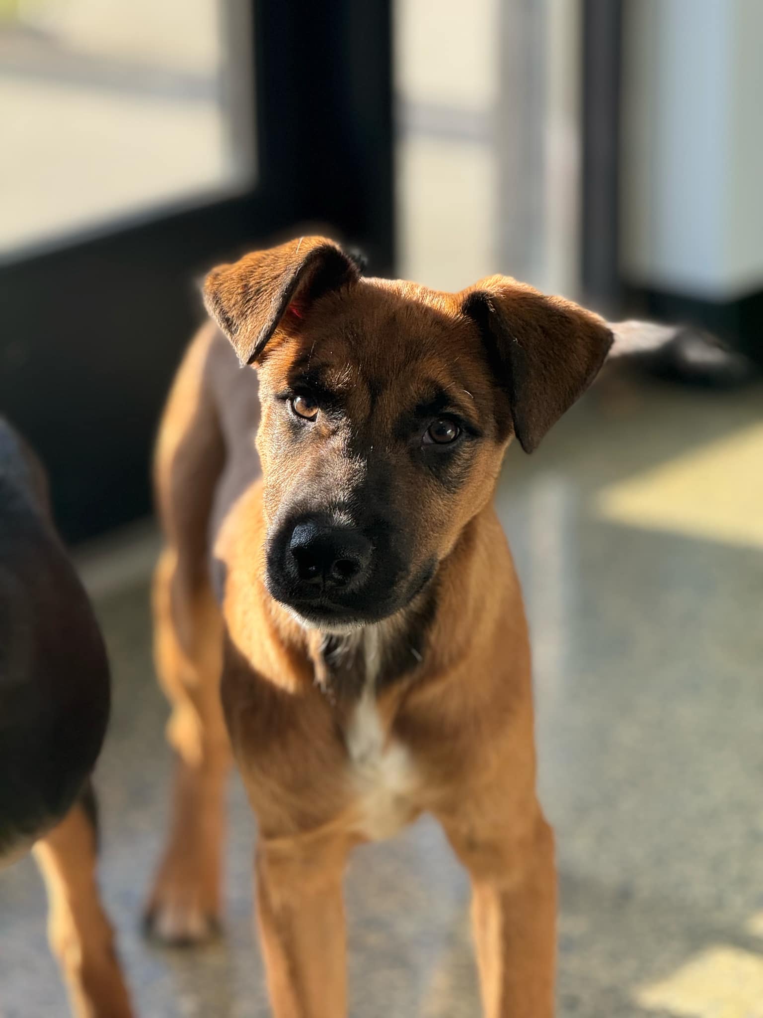 Dog for adoption Robin, a German Shepherd Dog Mix in Brownstown, IN(00)