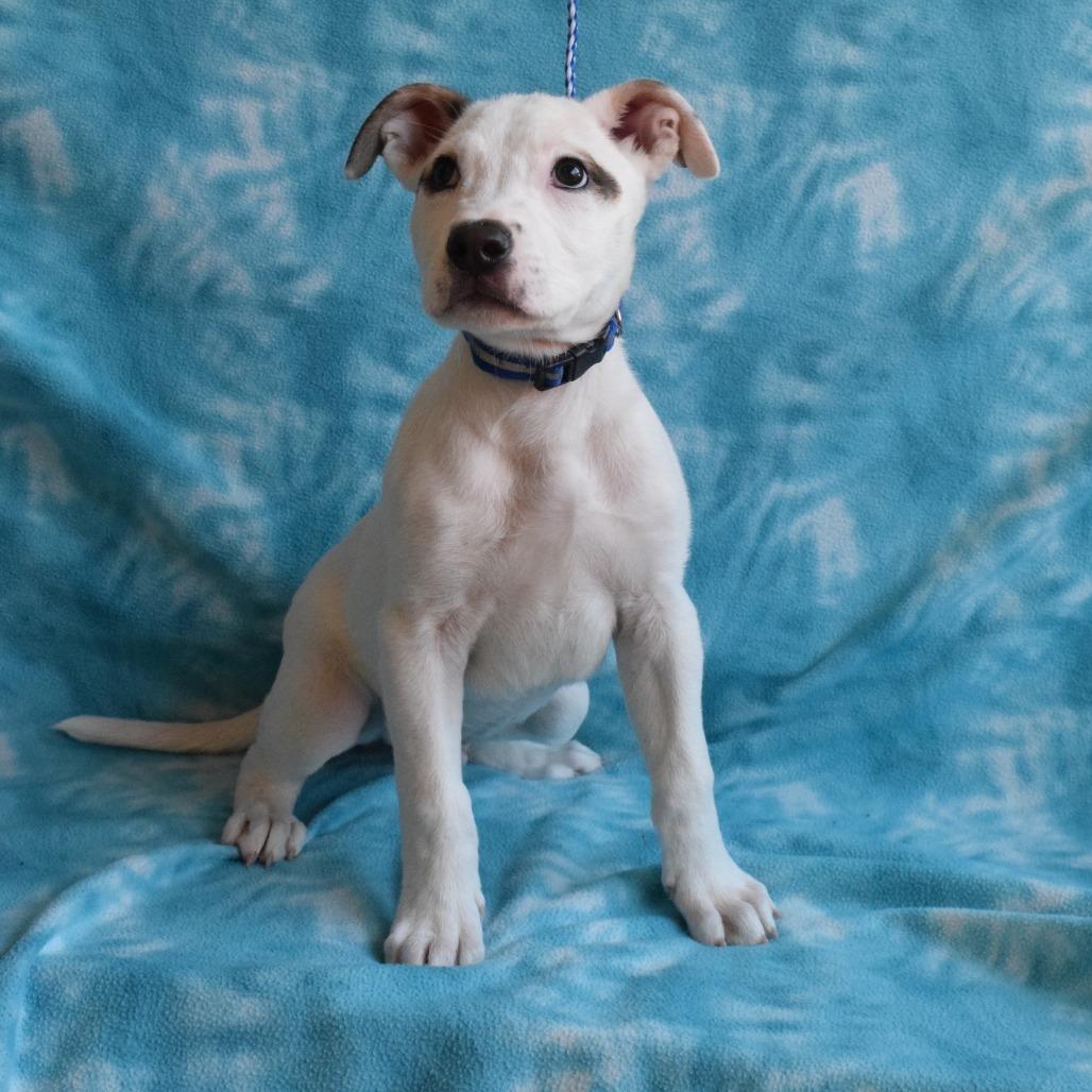 Mackenzie, Adoptable, Puppy Male Pit Bull Terrier.