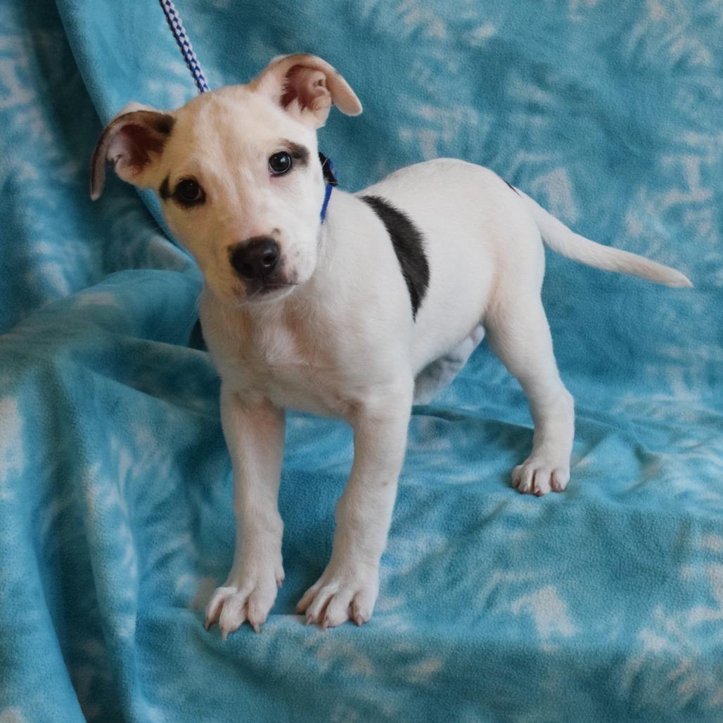 Mackenzie, a Adoptable Pit Bull Terrier in Eureka, CA image 2/6