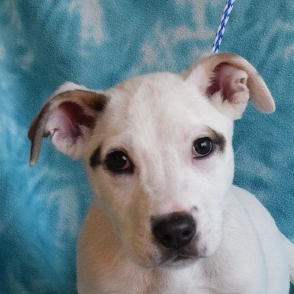 Mackenzie, a Adoptable Pit Bull Terrier in Eureka, CA image 3/6