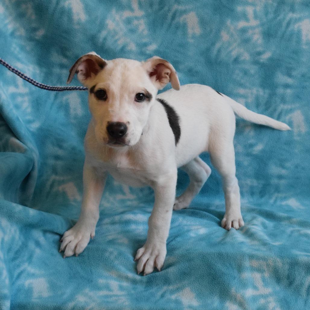 Mackenzie, a Adoptable Pit Bull Terrier in Eureka, CA image 4/6