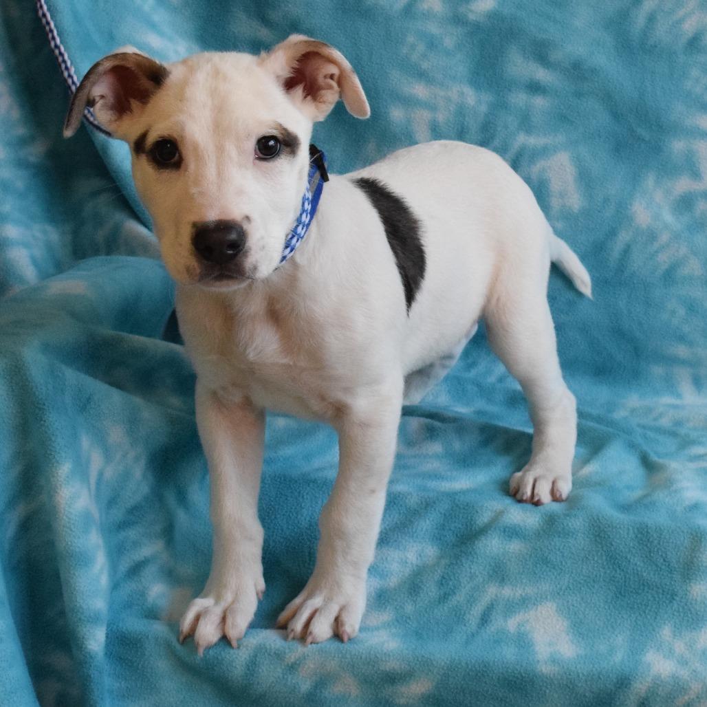 Mackenzie, a Adoptable Pit Bull Terrier in Eureka, CA image 5/6