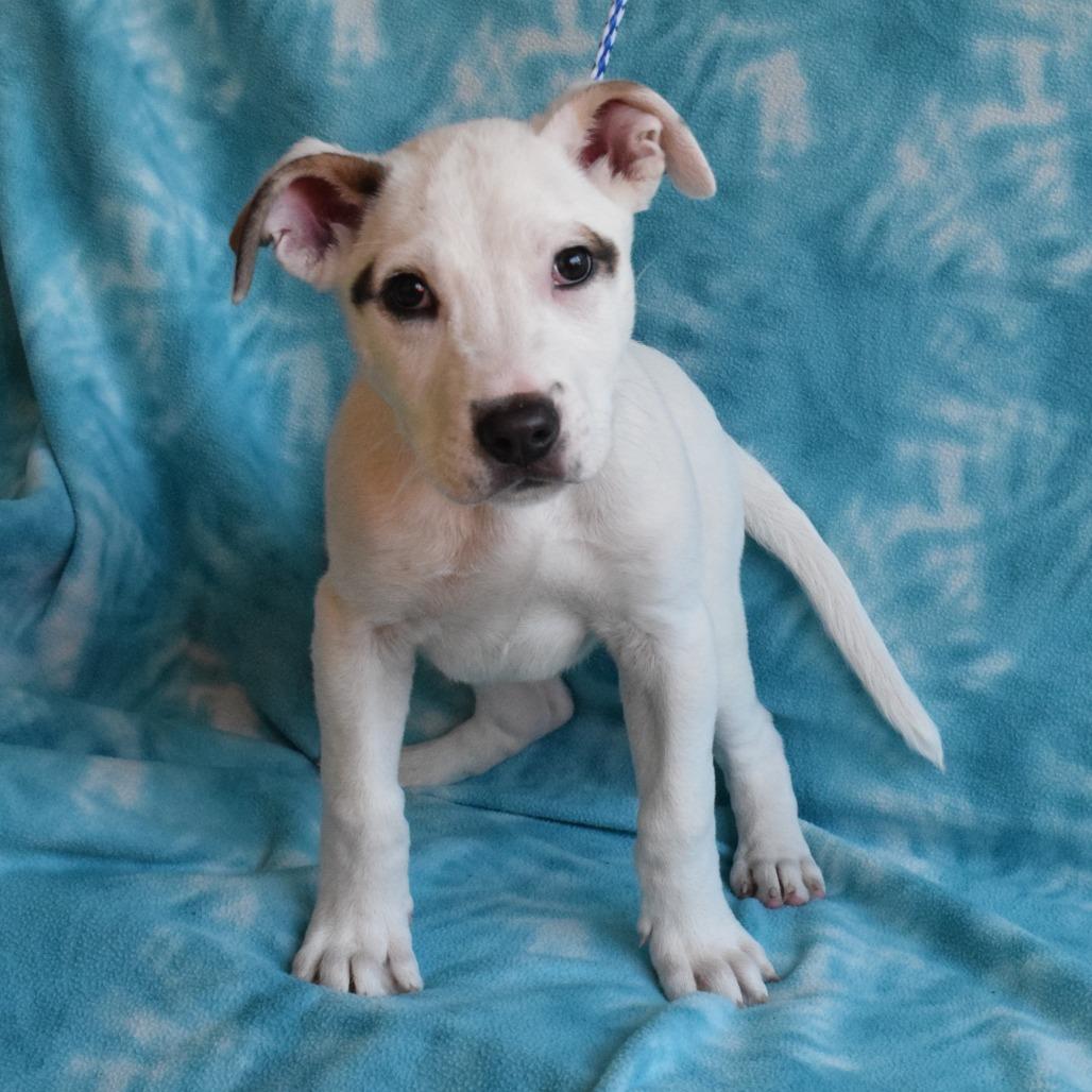 Mackenzie, a Adoptable Pit Bull Terrier in Eureka, CA image 6/6