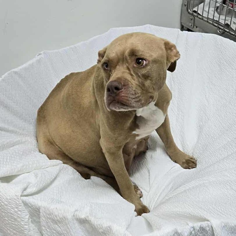 Enlarge Porsche, a Adoptable Mixed Breed in Williston, FL image 1/3