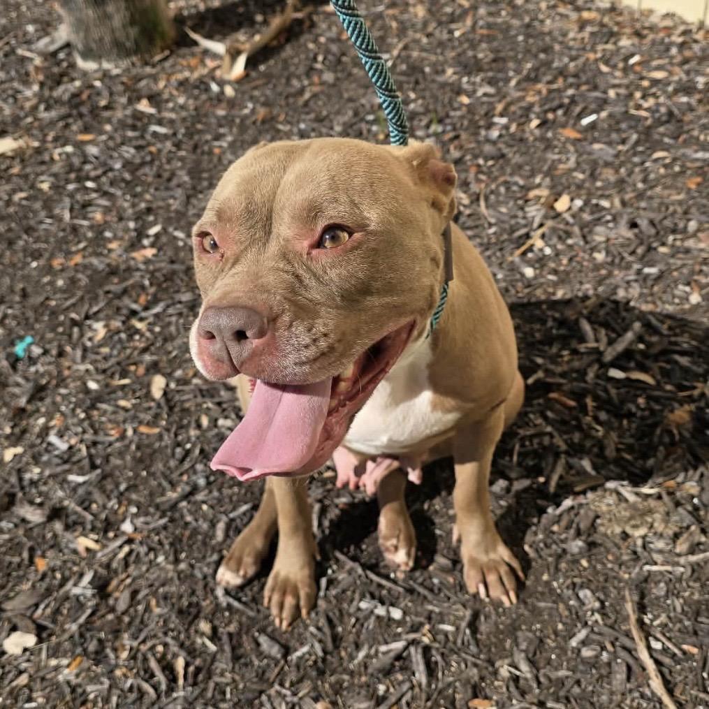 Enlarge Porsche, a Adoptable Mixed Breed in Williston, FL image 2/3