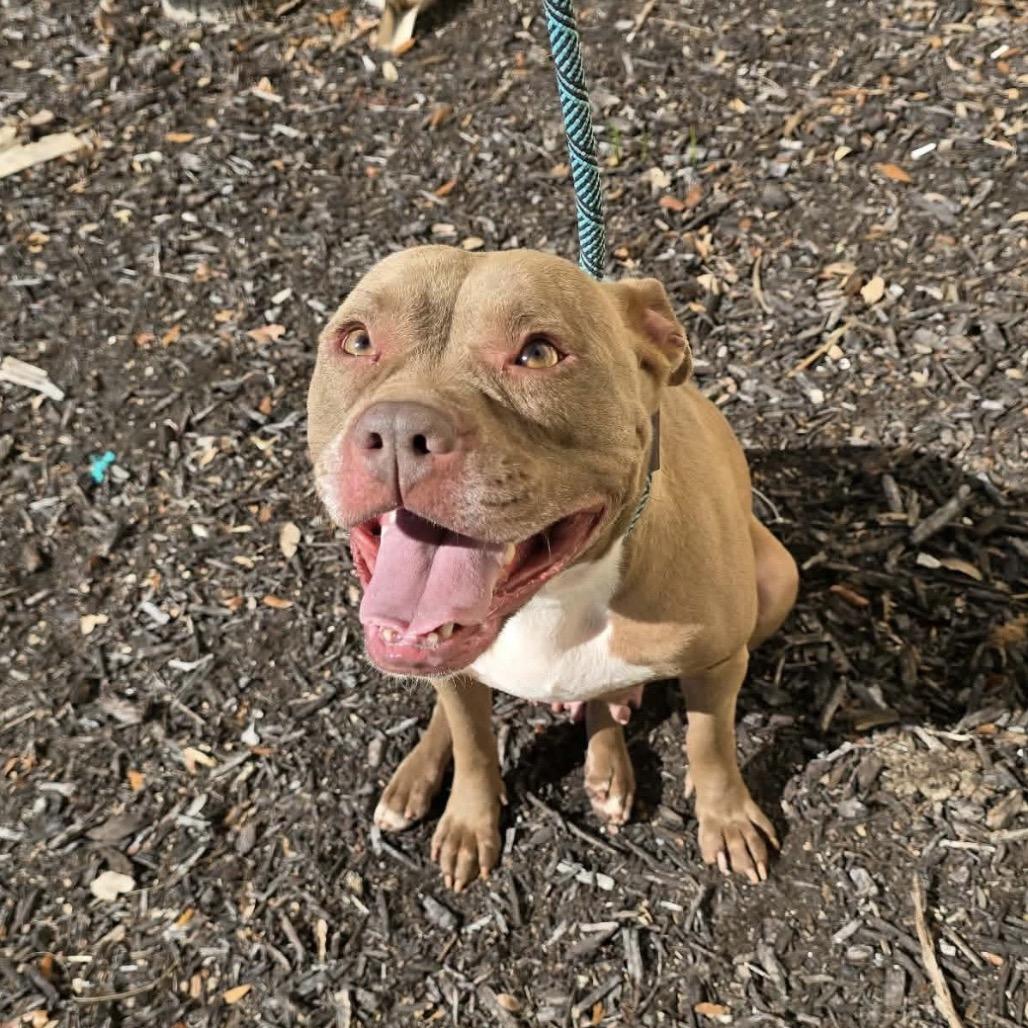 Enlarge Porsche, a Adoptable Mixed Breed in Williston, FL image 3/3