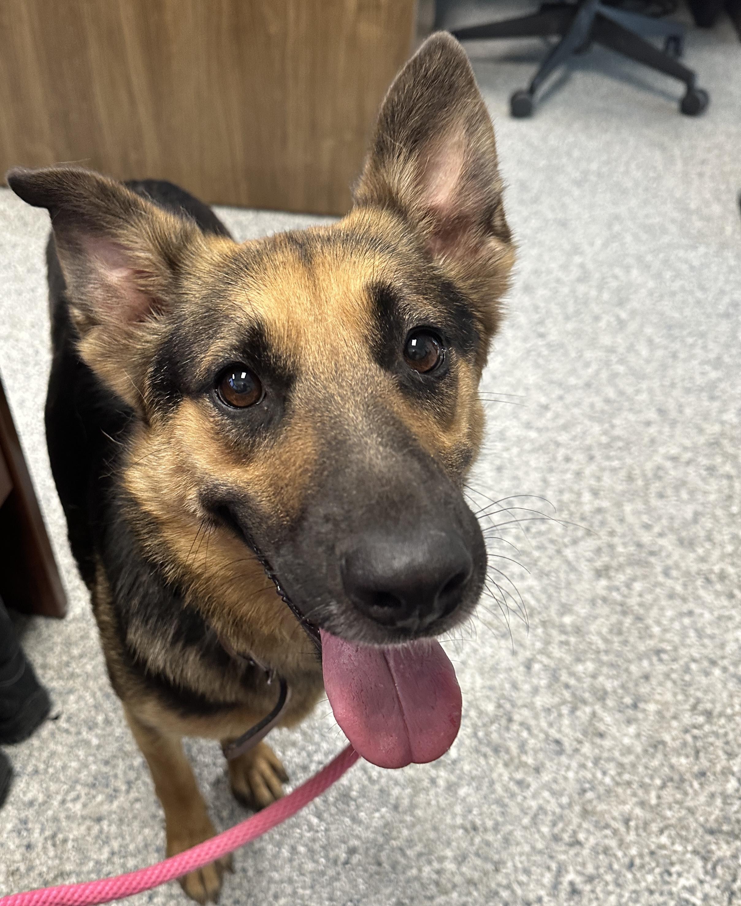 Liesel, Adult Female German Shepherd Dog