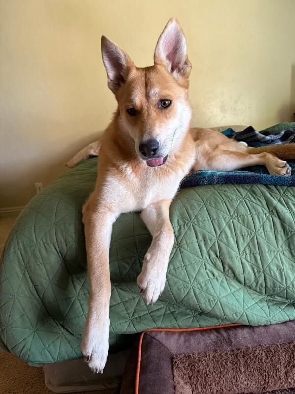 Salt, Adoptable, Adult Female German Shepherd Dog.