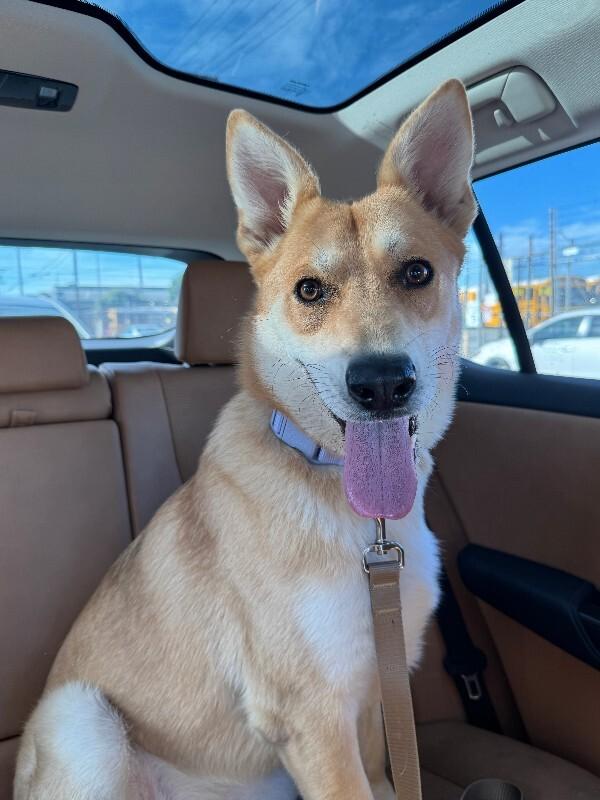 Enlarge Salt, a Adoptable German Shepherd Dog in Manhattan Beach, CA image 2/6