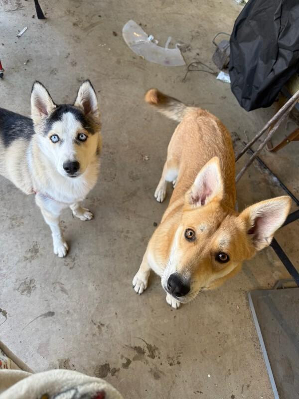 Enlarge Salt, a Adoptable German Shepherd Dog in Manhattan Beach, CA image 4/6