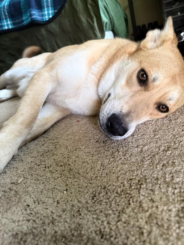 Enlarge Salt, a Adoptable German Shepherd Dog in Manhattan Beach, CA image 5/6