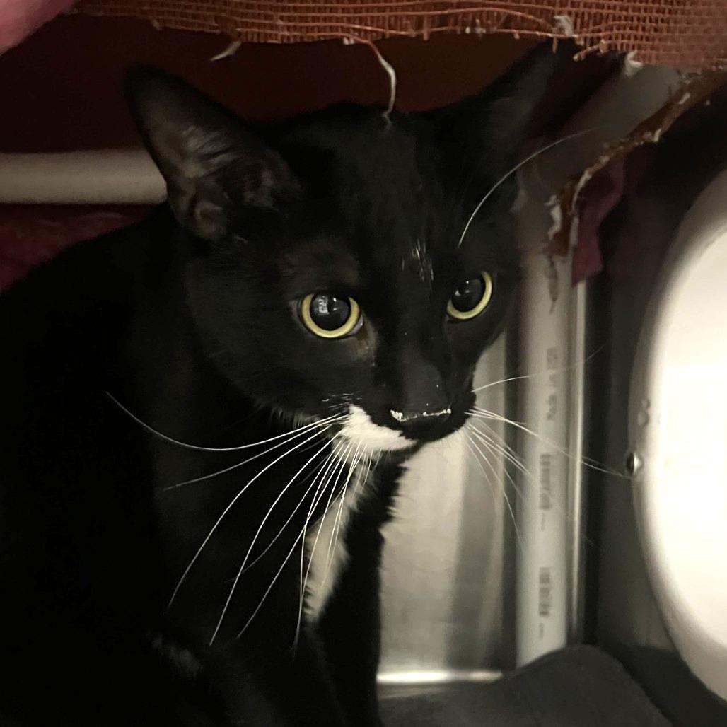 Onyx, a Adoptable Domestic Short Hair in Murray, UT image 1/2