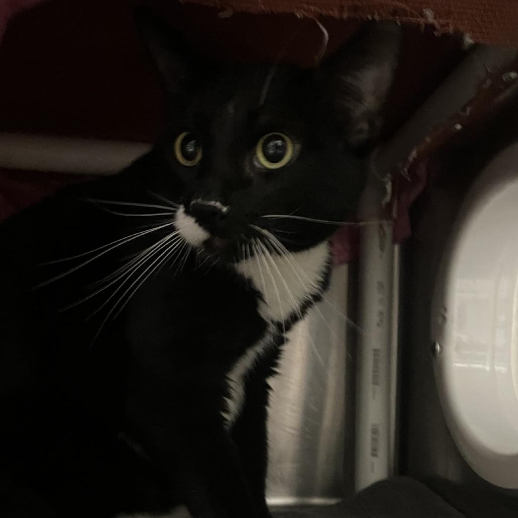 Onyx, a Adoptable Domestic Short Hair in Murray, UT image 2/2