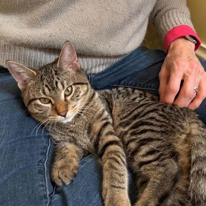 Pearl (k2025), Adoptable, Young Female Domestic Short Hair.