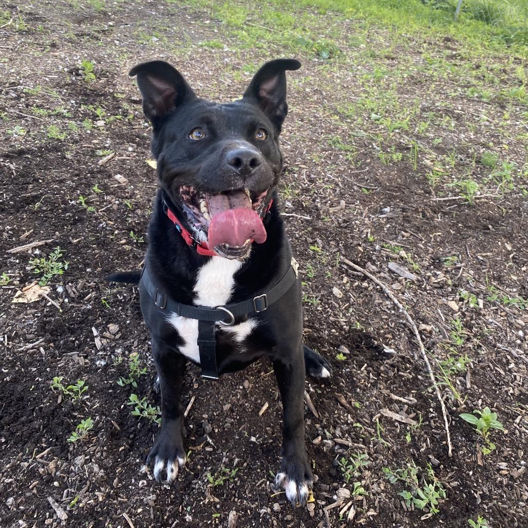 Enlarge Apollo Cicada, a Adoptable Mixed Breed image 1/6