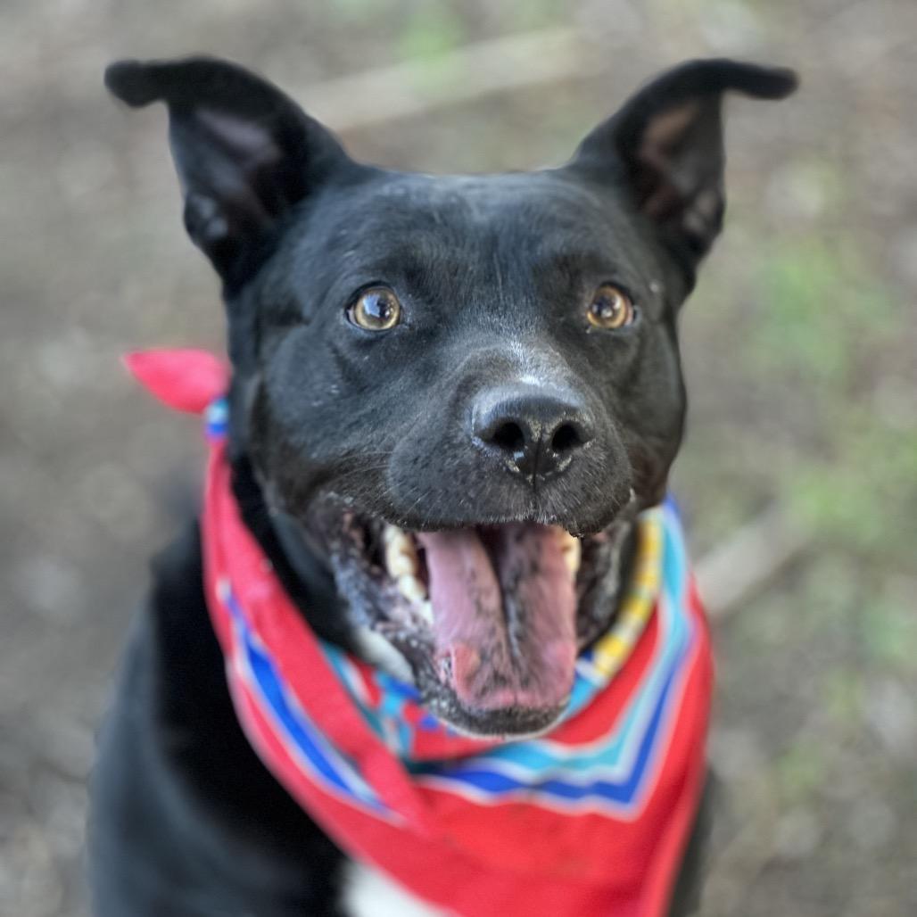 Enlarge Apollo Cicada, a Adoptable Mixed Breed image 2/6