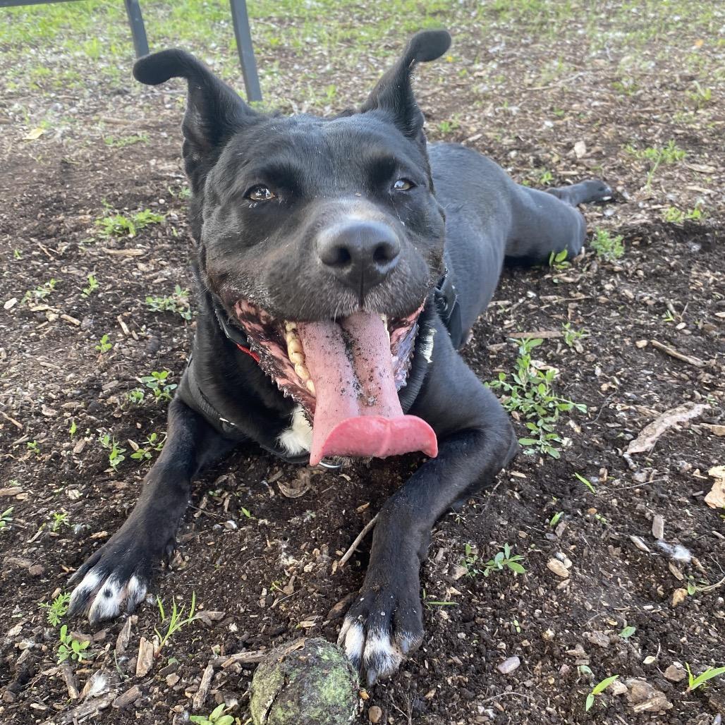 Enlarge Apollo Cicada, a Adoptable Mixed Breed image 3/6