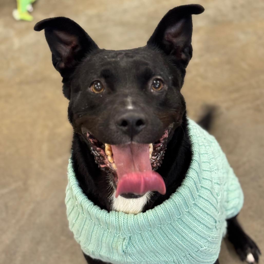 Enlarge Apollo Cicada, a Adoptable Mixed Breed image 4/6