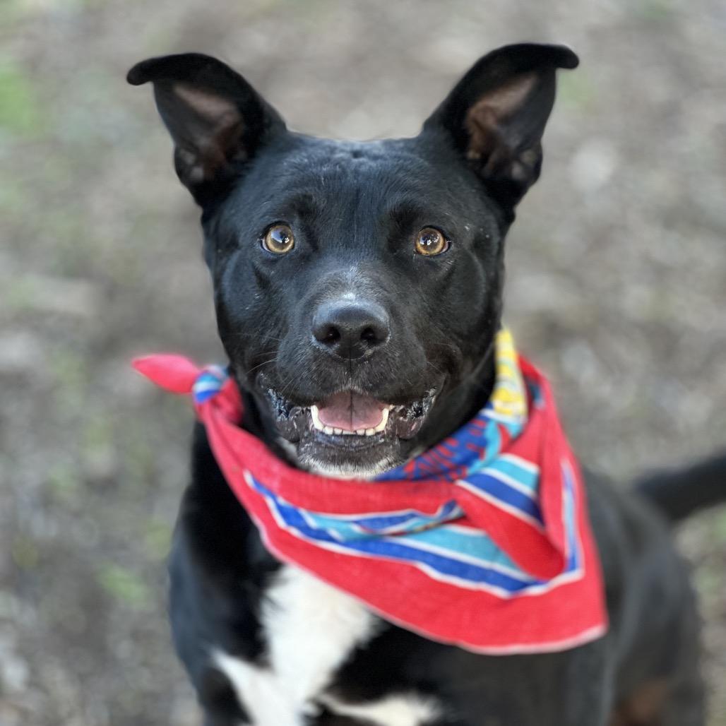 Enlarge Apollo Cicada, a Adoptable Mixed Breed image 5/6