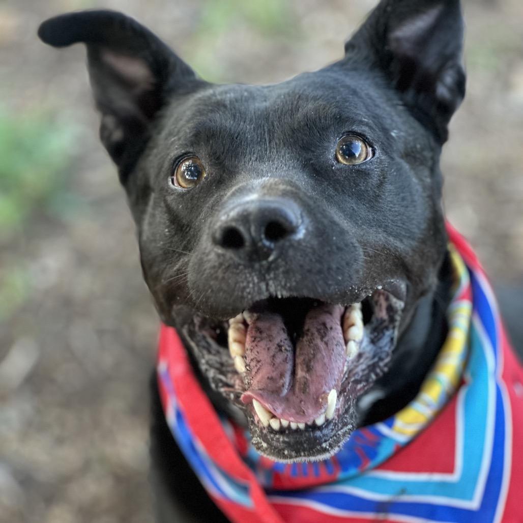 Apollo Cicada — thumbnail 5