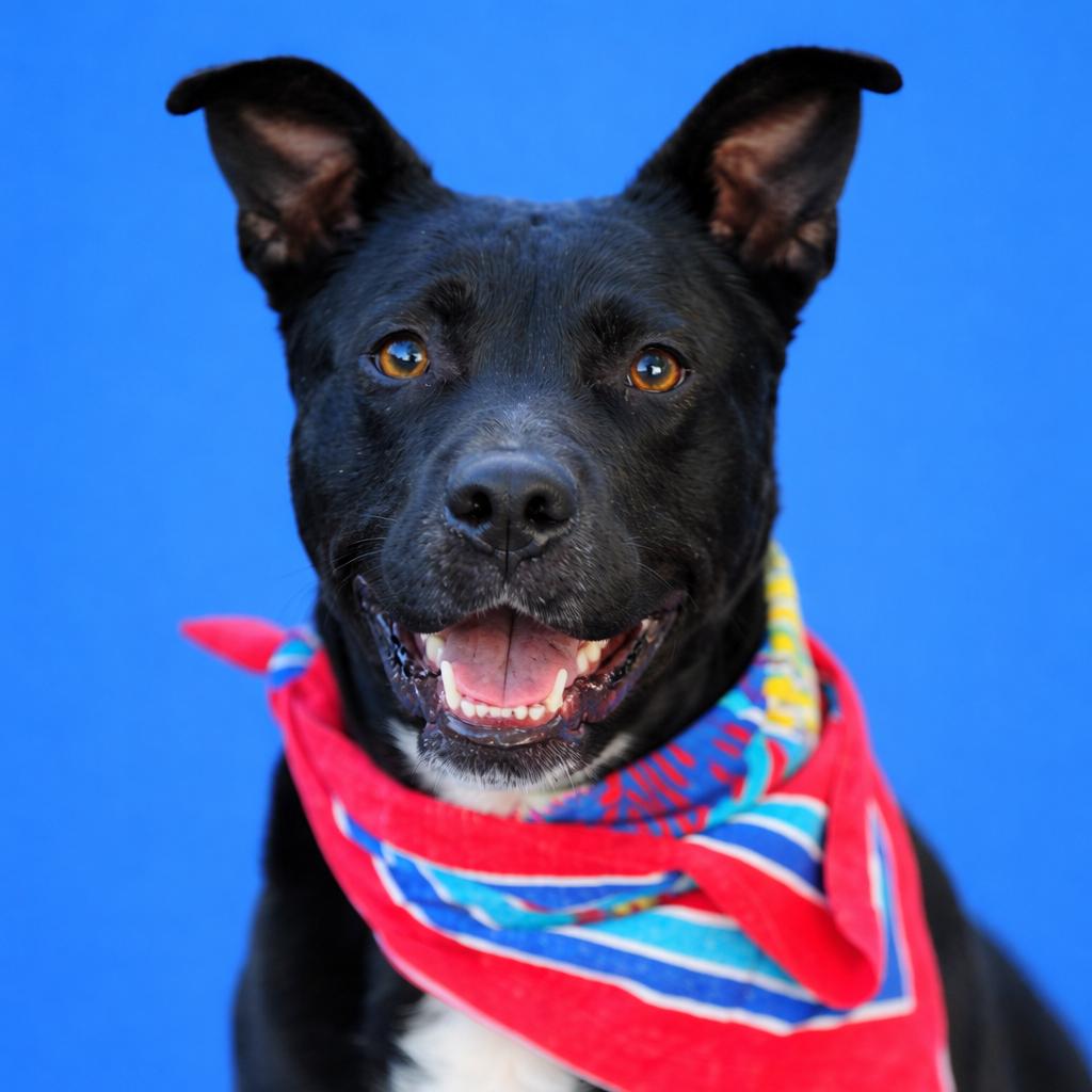 Apollo Cicada — thumbnail 6