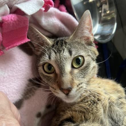 Enlarge Mabel, a Adoptable Domestic Short Hair in Chaska, MN image 1/6