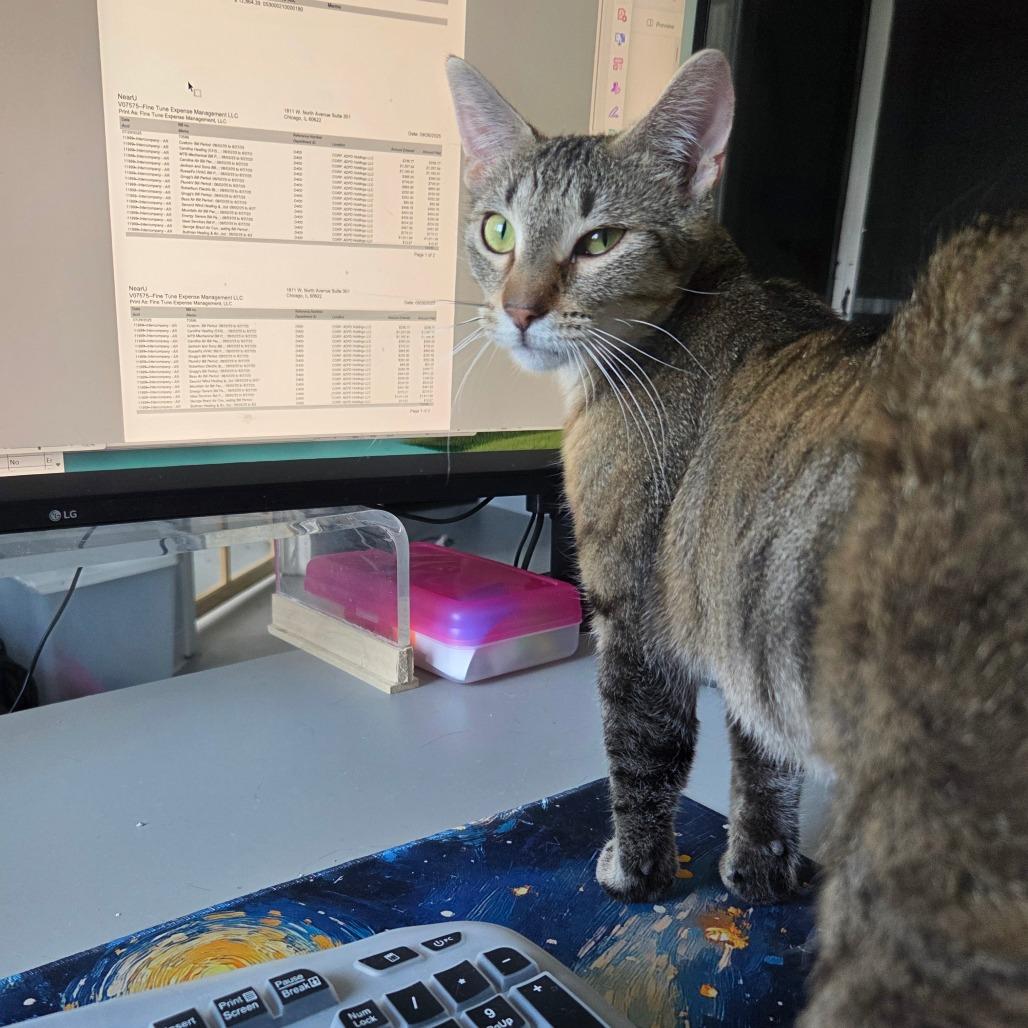 Enlarge Mabel, a Adoptable Domestic Short Hair in Chaska, MN image 2/6