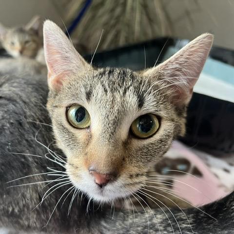 Enlarge Mabel, a Adoptable Domestic Short Hair in Chaska, MN image 4/6