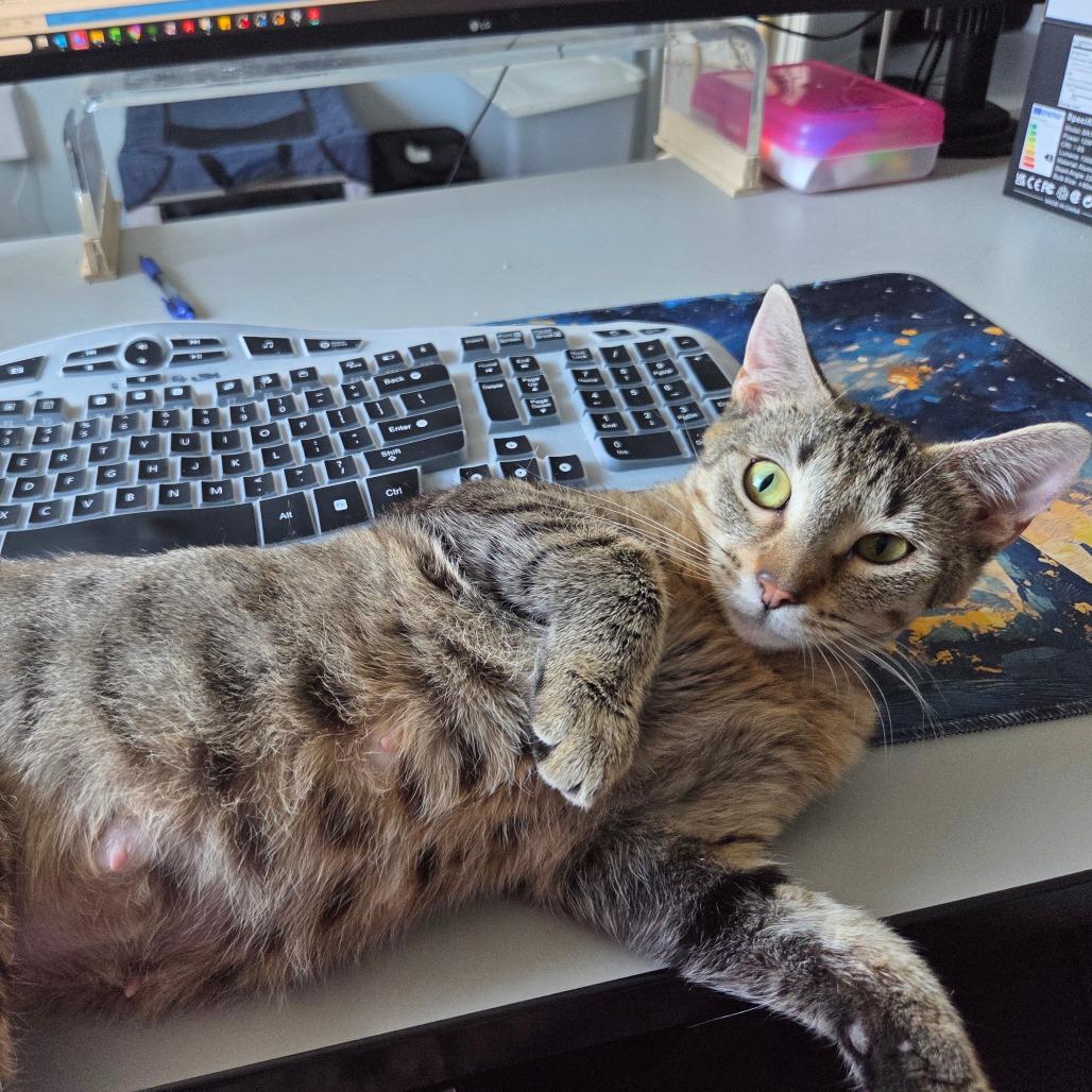 Enlarge Mabel, a Adoptable Domestic Short Hair in Chaska, MN image 5/6