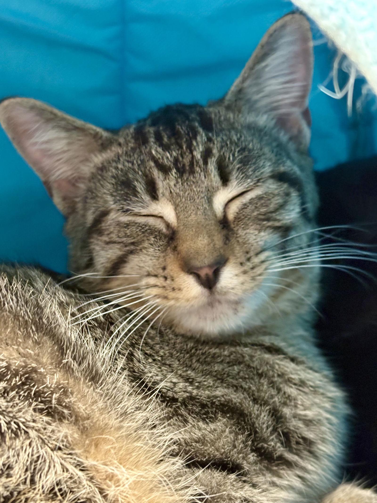 Enlarge Ringtoss, a Adoptable Domestic Short Hair in Pittsburgh, PA image 1/1