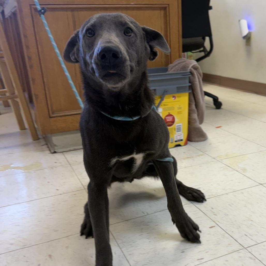 Enlarge Magpie, a Adoptable Mixed Breed in Bentonville, AR image 1/3