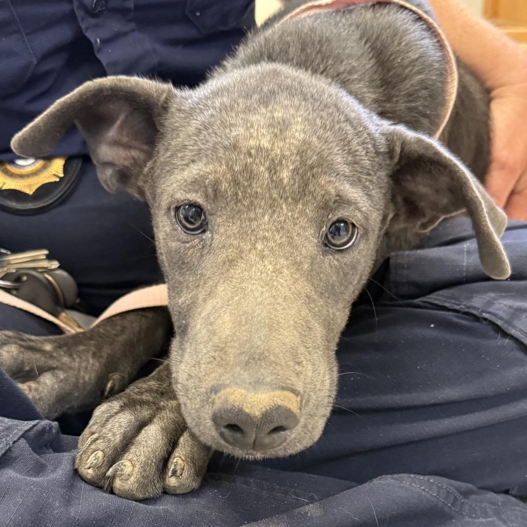 Enlarge Magpie, a Adoptable Mixed Breed in Bentonville, AR image 2/3