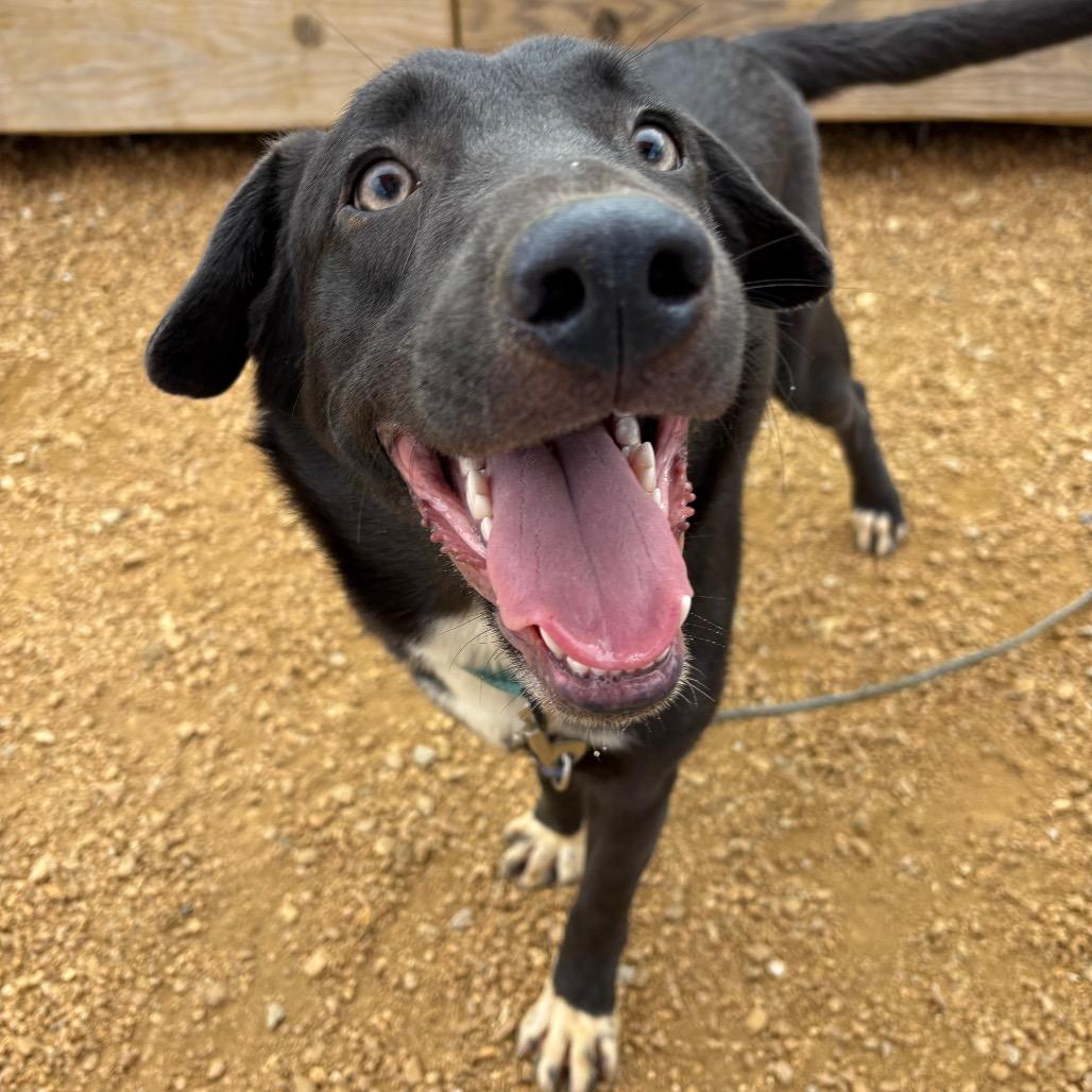 Enlarge Magpie, a Adoptable Mixed Breed in Bentonville, AR image 3/5