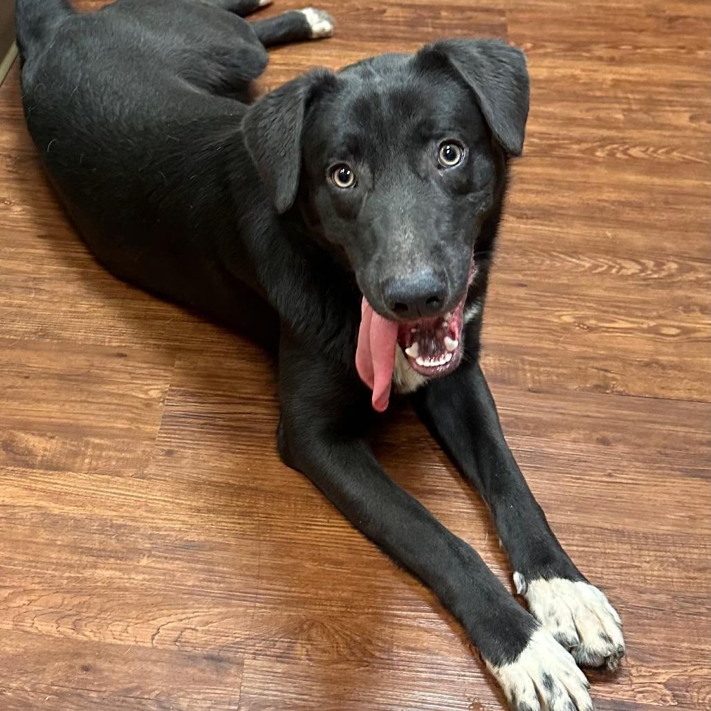 Enlarge Magpie, a Adoptable Mixed Breed in Bentonville, AR image 3/3