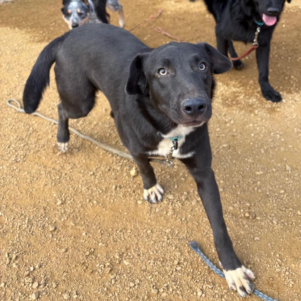 Enlarge Magpie, a Adoptable Mixed Breed in Bentonville, AR image 5/5