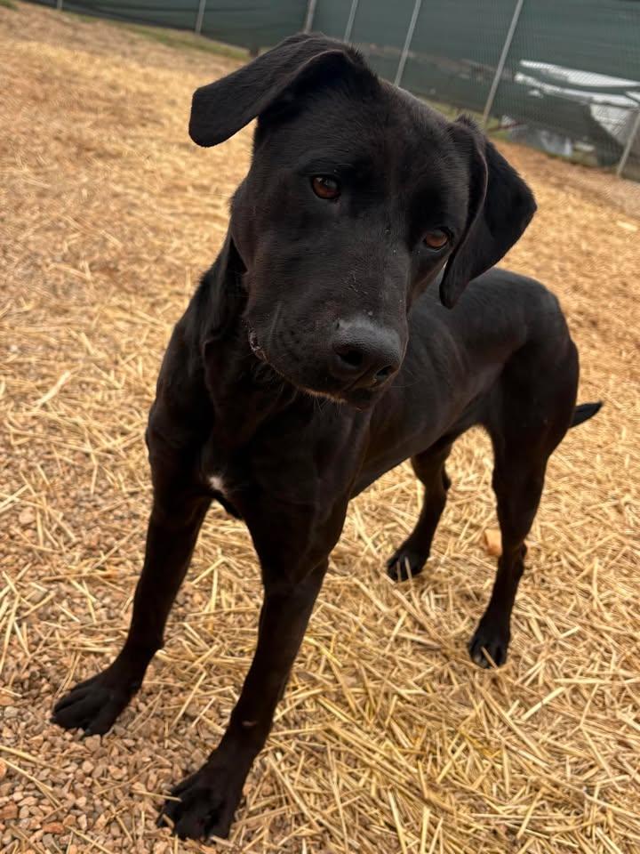 Maggi, Adoptable, Adult Female Labrador Retriever.