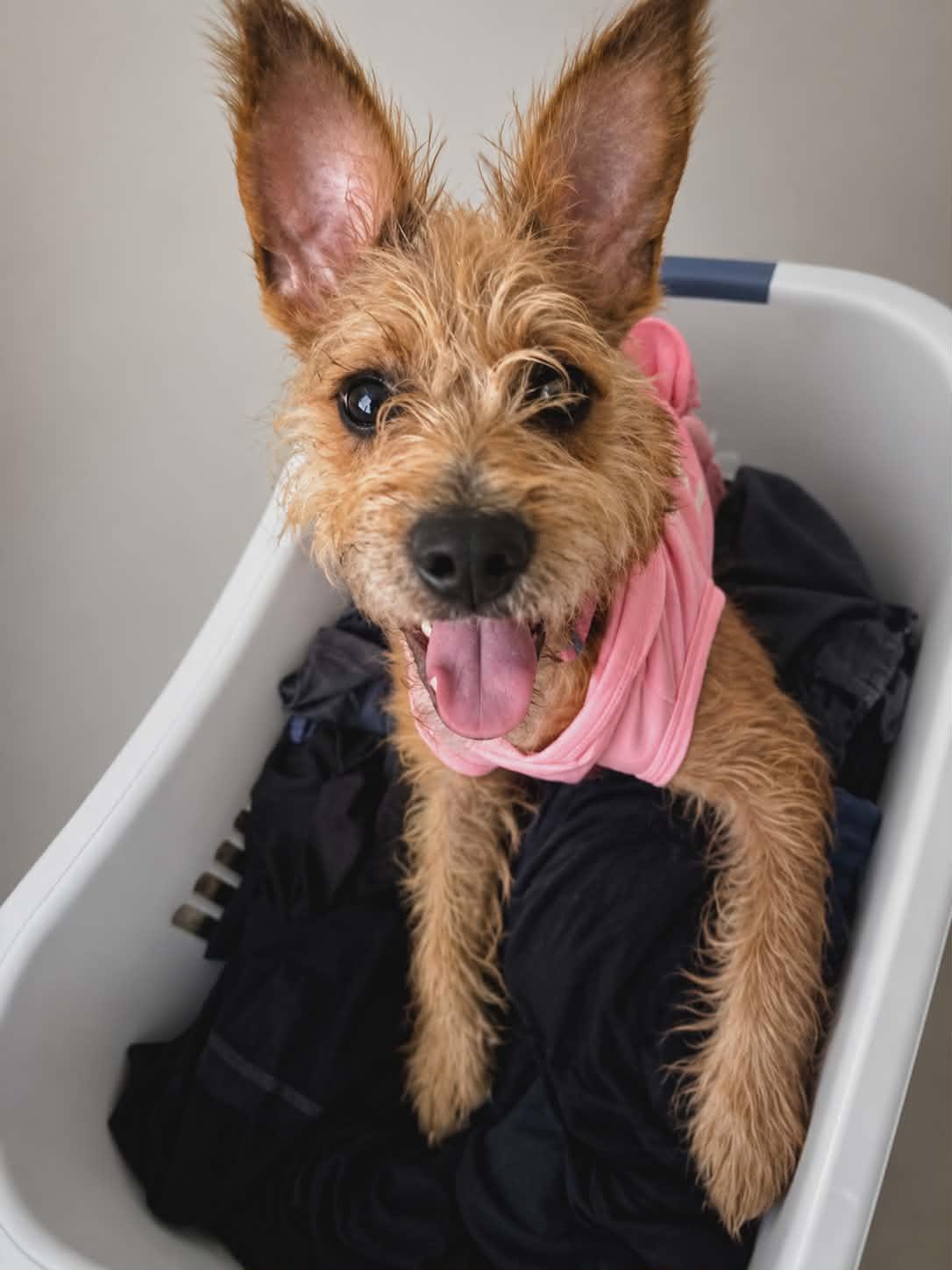 ZOEY IN NOVI MI, a Adoptable Terrier in Grand Rapids, MI image 4/5