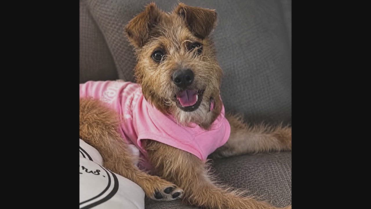 Enlarge ZOEY IN NOVI MI, a Adoptable Terrier in Grand Rapids, MI video 3/5