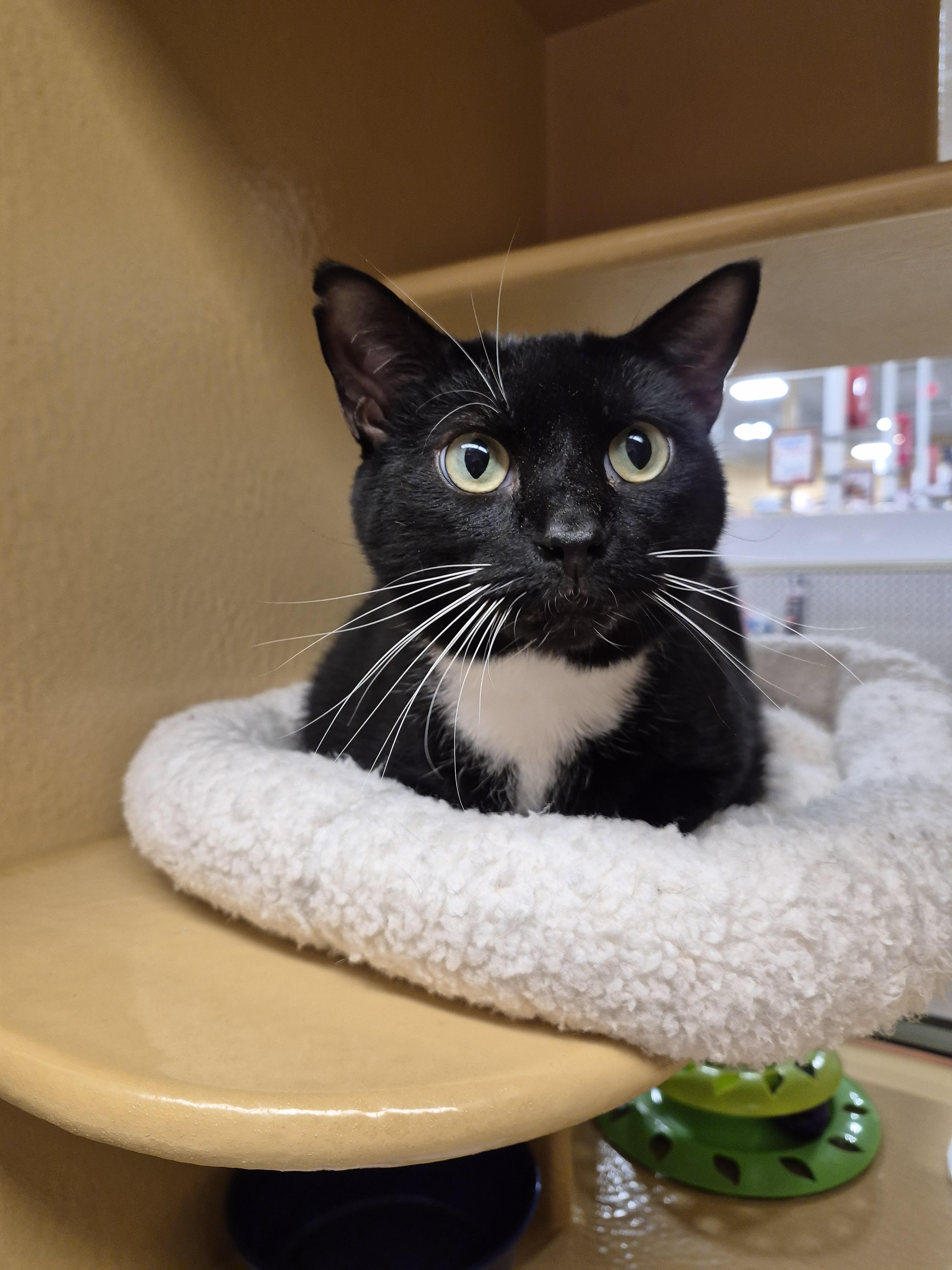 Enlarge Josie , an adopted Domestic Short Hair in Fairfax, VA image 3/3