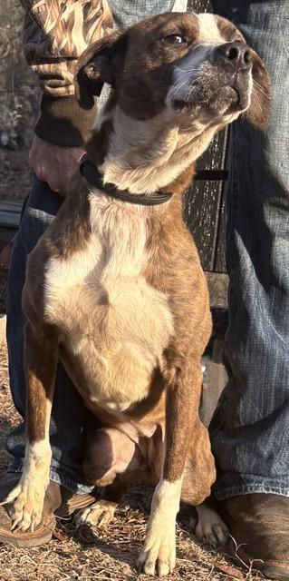 Enlarge QUEEN, a Adoptable mixed breed in Lexington, SC image 1/1