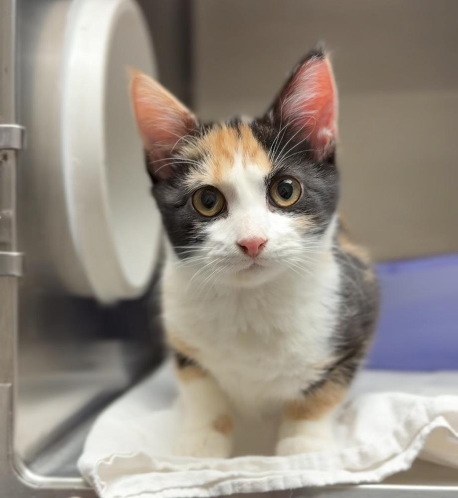 Enlarge Sugarplum, a Adoptable mixed breed image 1/1