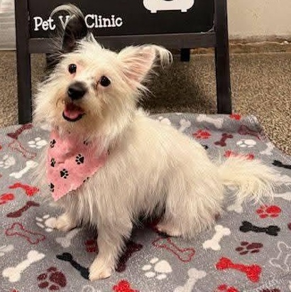 Edin, Adoptable, Young Female Yorkshire Terrier & Chihuahua.