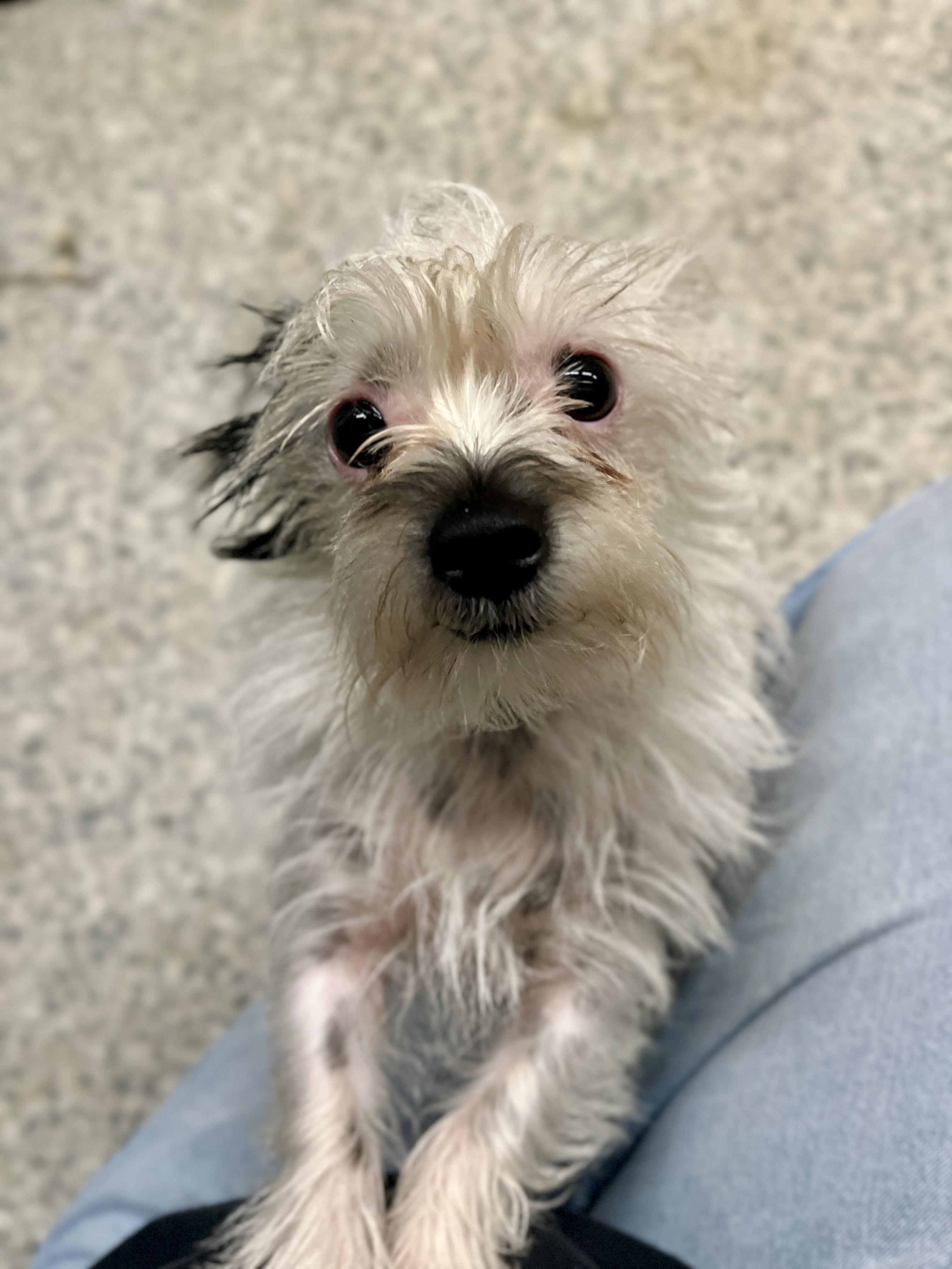 Enlarge Edin, a Adopted mixed breed in Kentwood, MI image 4/5