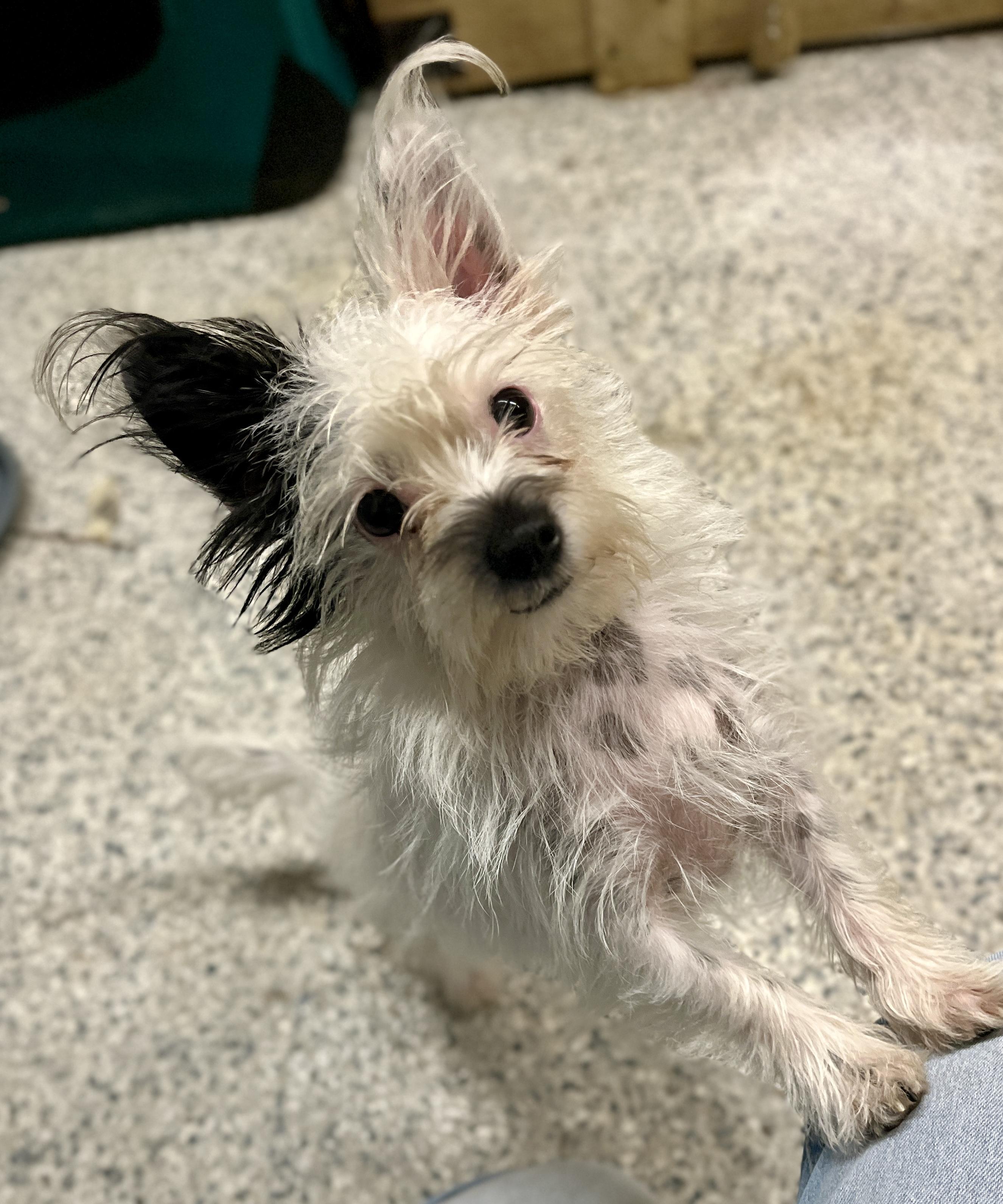 Edin, Adoptable, Young Female Yorkshire Terrier & Jack Russell Terrier.