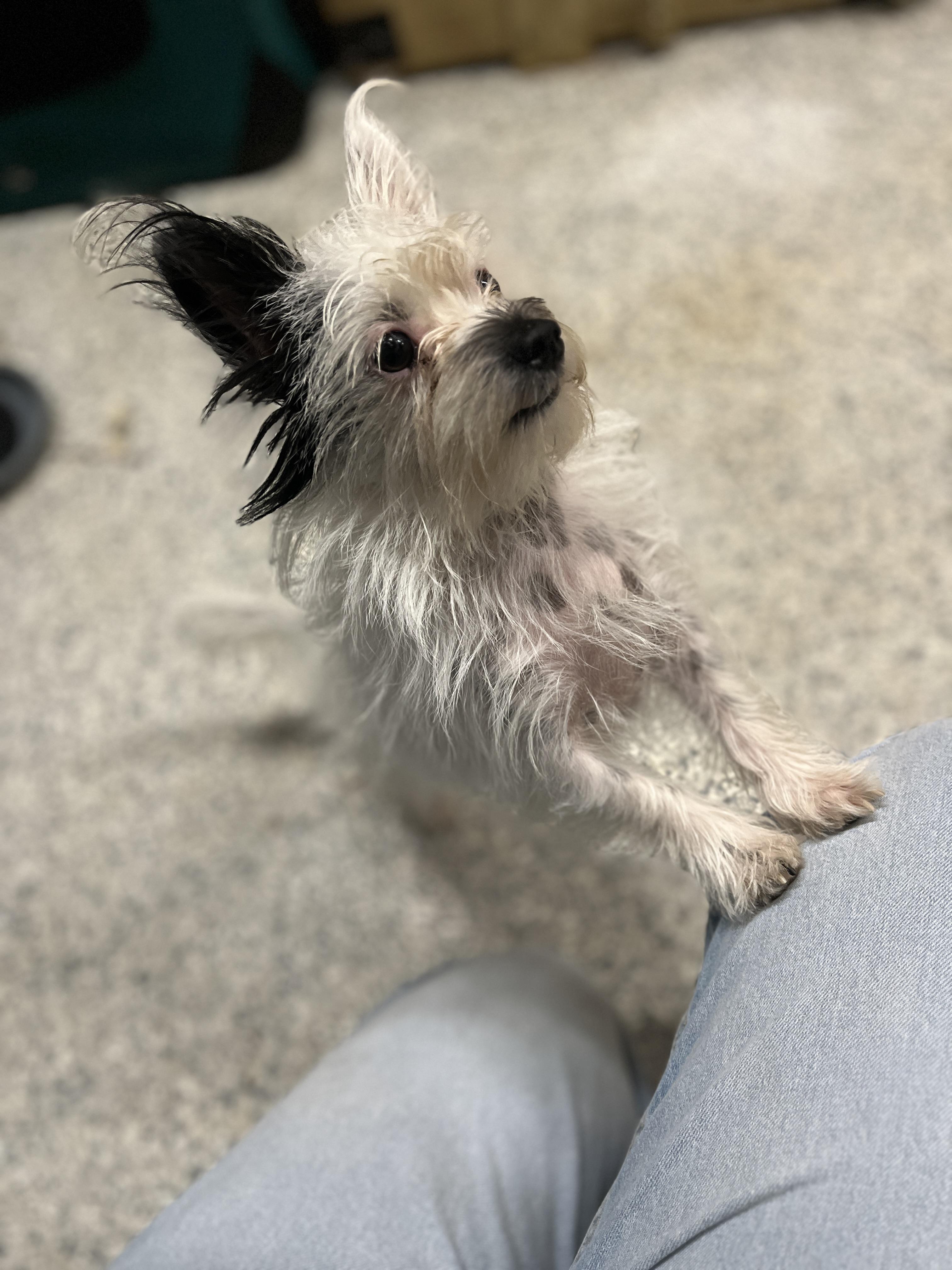 Enlarge Edin, a Adopted mixed breed in Kentwood, MI image 5/5